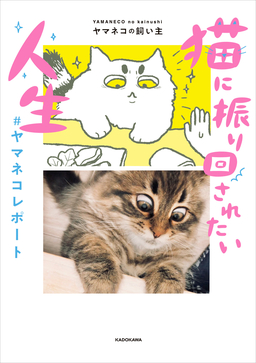 猫に振り回されたい人生 #ヤマネコレポート