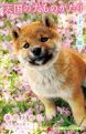 天国の犬ものがたり