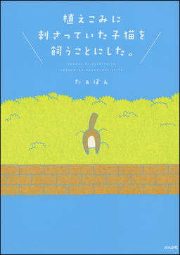 植えこみに刺さっていた子猫を飼うことにした。