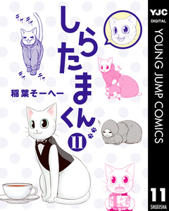 しらたまくん 11巻